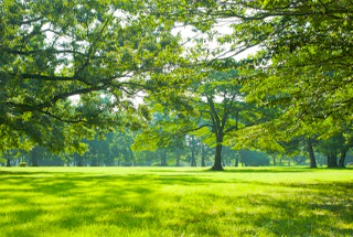 Landscape Garden