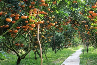 Fruit Orchard