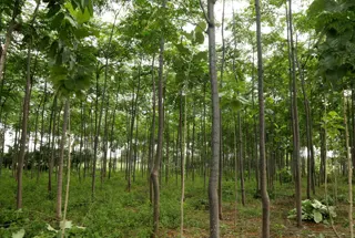 Miyawaki Forest