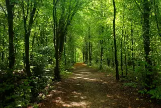 Miyawaki Forest