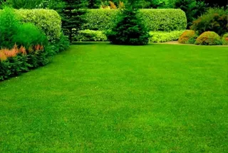 Landscaped Garden