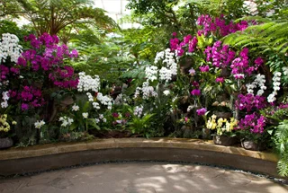 Orchid Garden