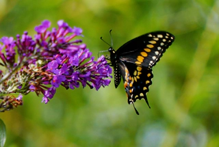 Butterfly Garden