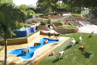 Pet Park